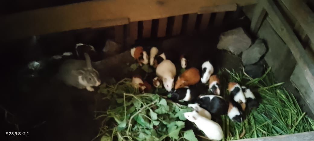 Renforcement alimentaire